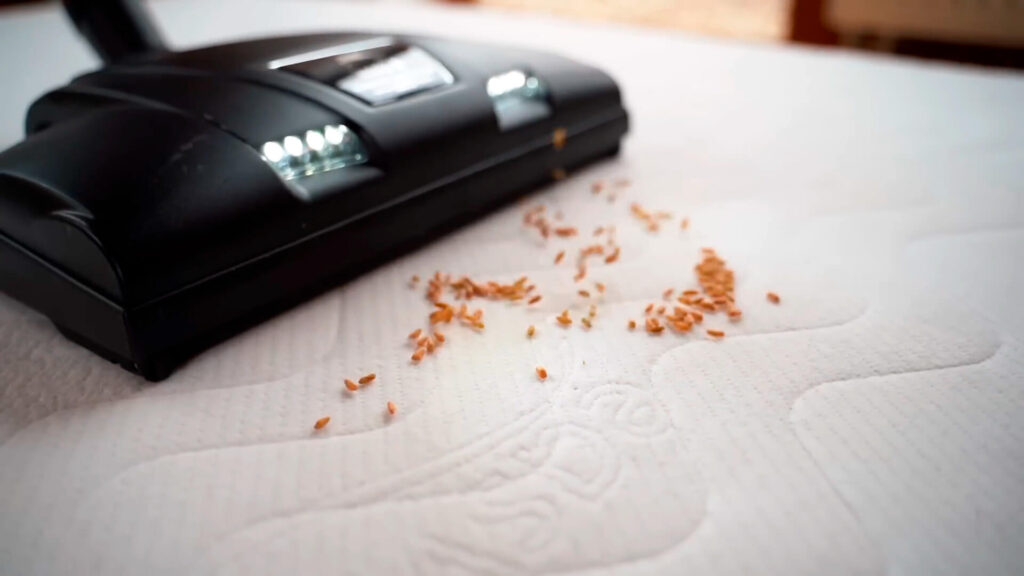 aspirador de sofa hyla Aspirador de sofá Hyla para remover sujeira invisível